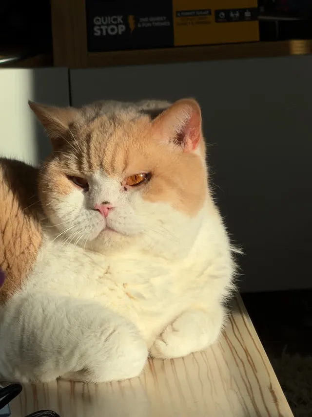 Bhaji — cream and ginger British Shorthair in the sun