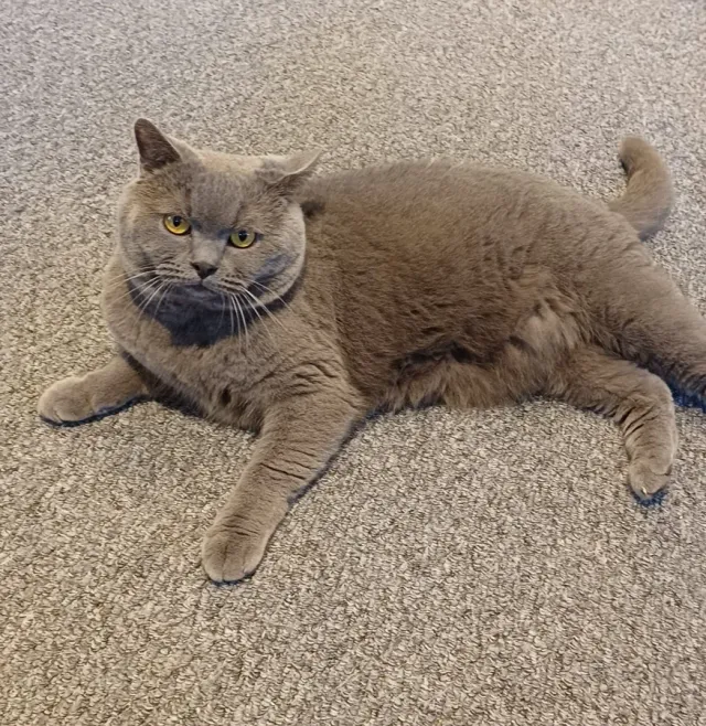 Elvis — grey British Shorthair lounging on carpet
