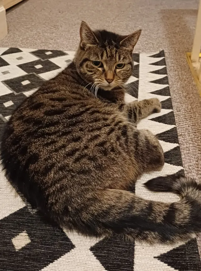 Maple — tabby cat loafing on a monochrome rug